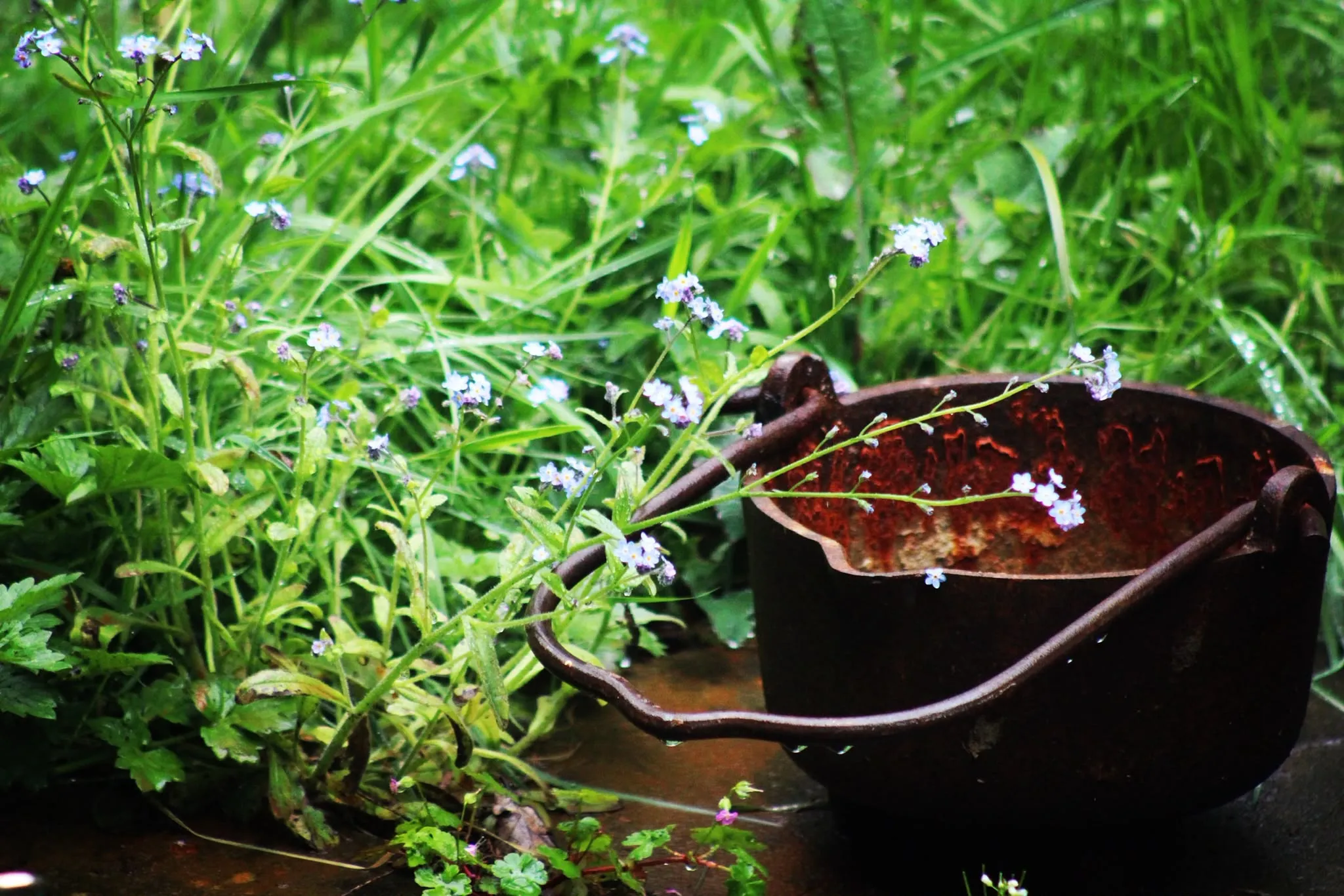 Old iron cauldron among wild flowers in a garden